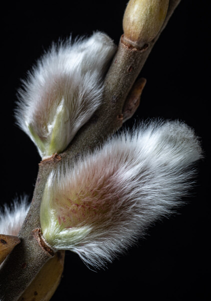 Buds.