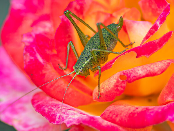 Bug on a Rose