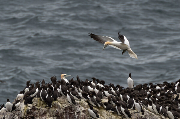 Coming in to land.