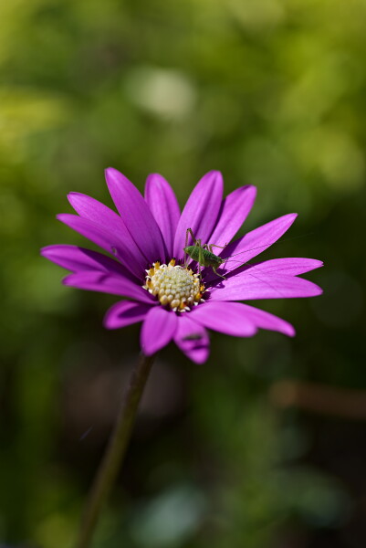 Cricket on an Osteospermum.