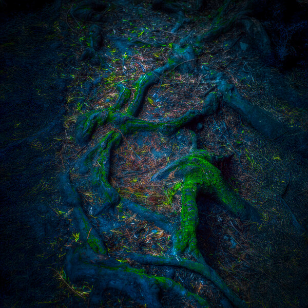 Deep In Ancient Fangorn Forest