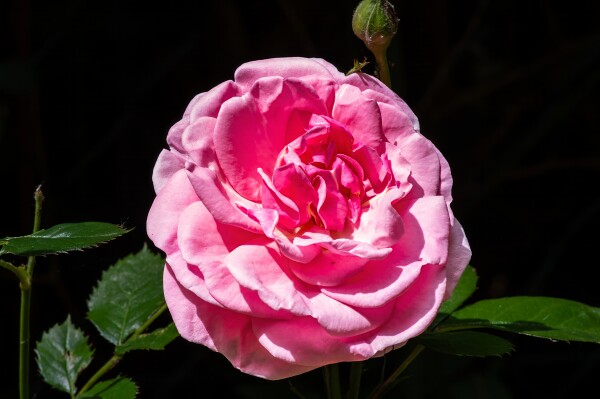 First Rose
