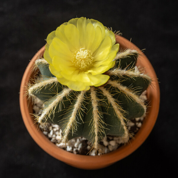 Flowering cactus