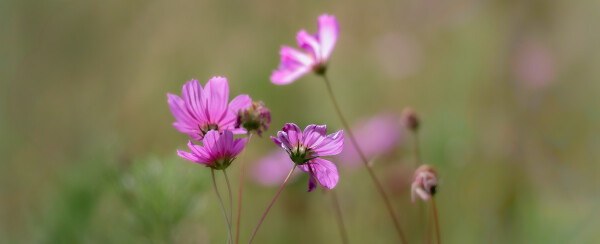 French Flower Meadow