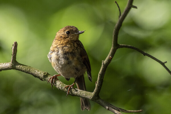 Juvenile Robin