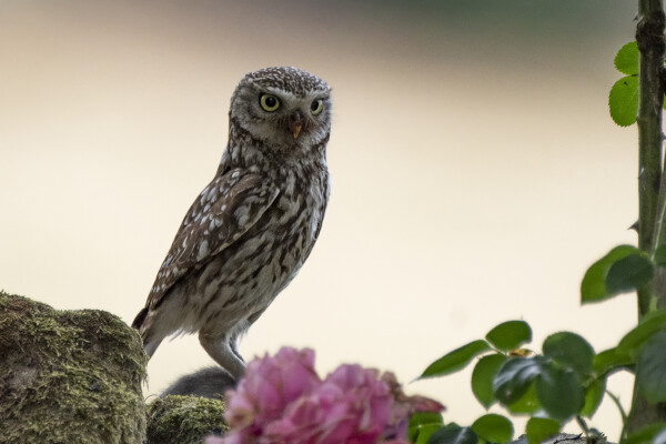 Little Owl