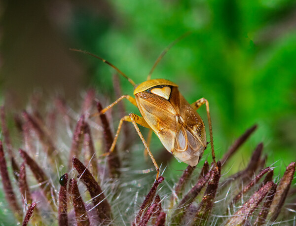 Lygus rugulipennis (aka Tarnished Plant Bug)