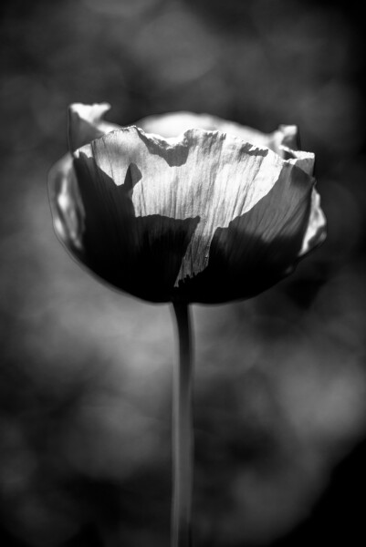 Mono Poppy