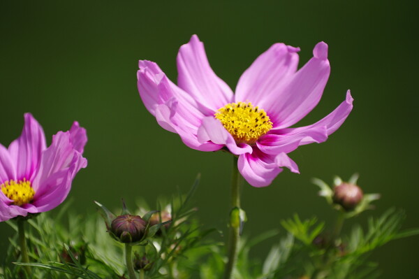 Pink Floral