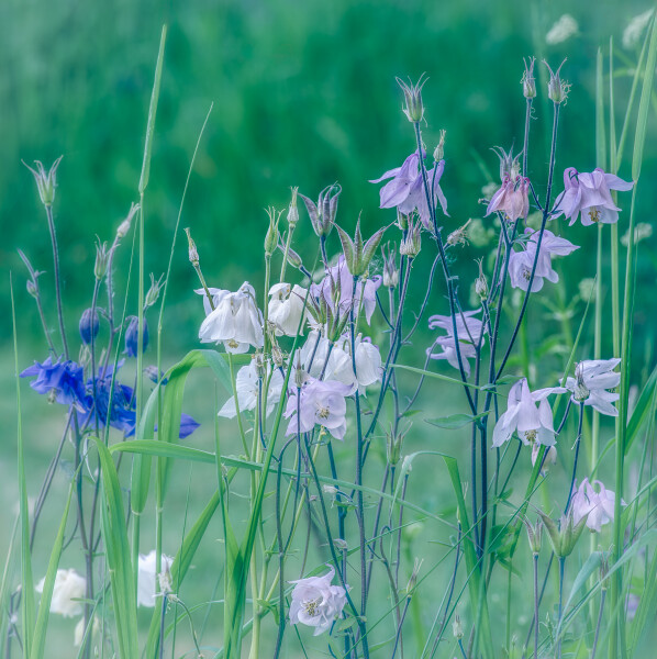 Soft Beauty