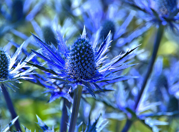 The Blue One