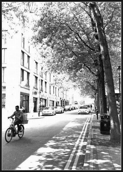 Trees in the City