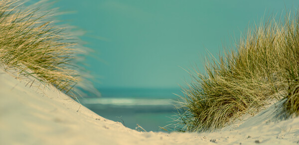 Tropical Highlands