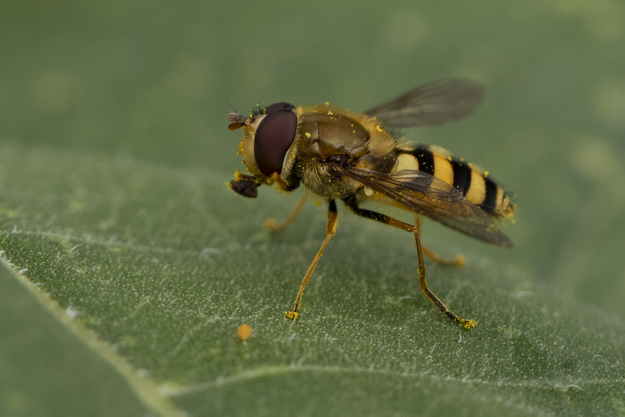 Hover Fly