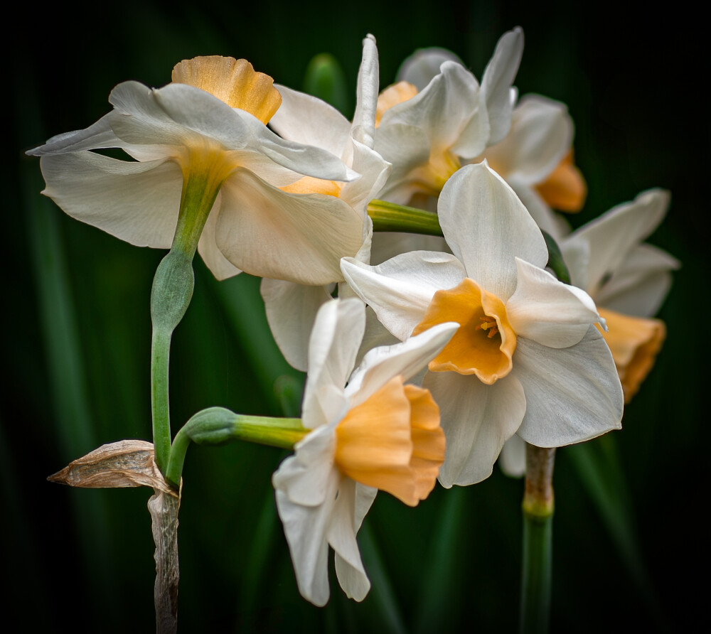 "A host, of golden daffodils" as Wordsworth put it...