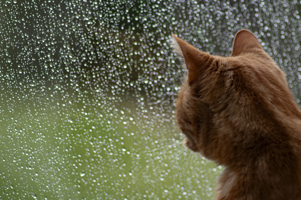 Rainy Day Blues