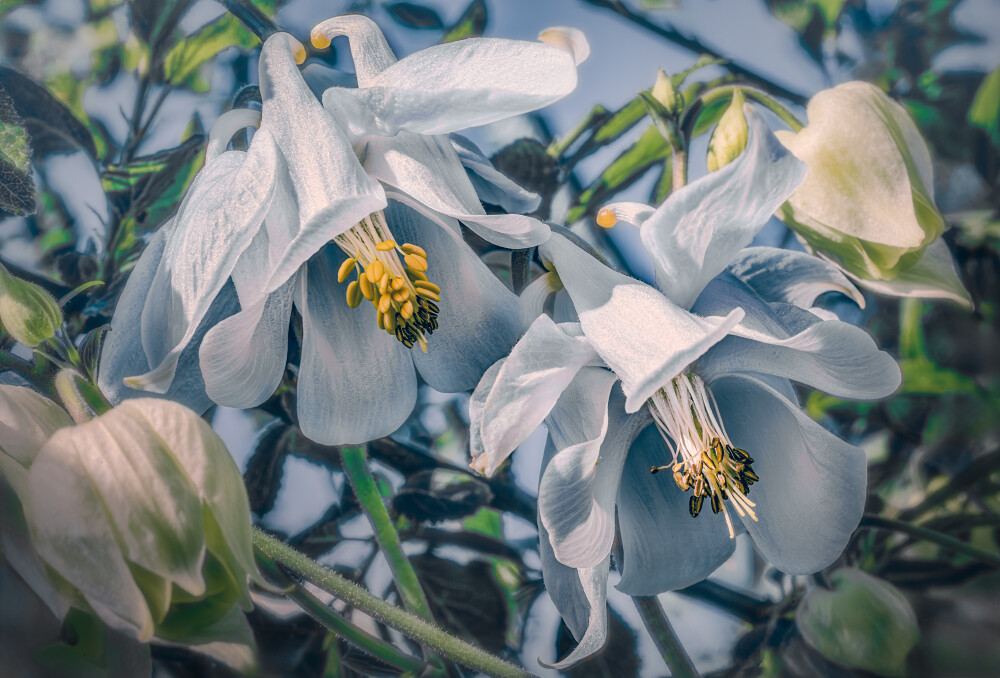 Skywards Beauty