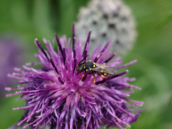 'Wandering' cuckoo bee of the genus Nomada