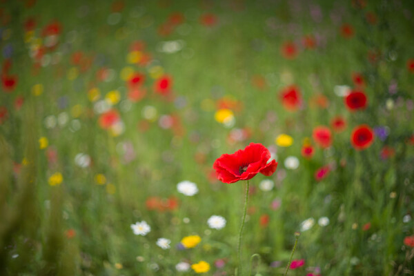 A  Splash of Colour.