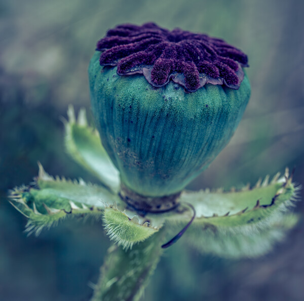 A Poppy Impersonating Scottish Thistle