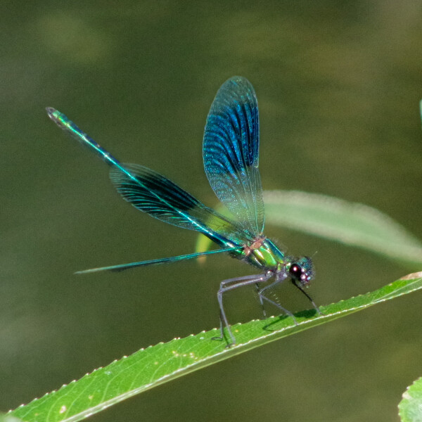 Banded Demoiselle