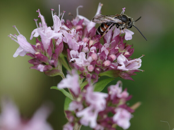 Base-banded Furrow Bee (Lassioglossum Sp.)