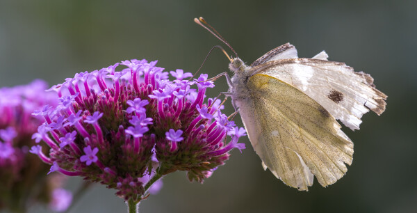 Battle weary cabbage white