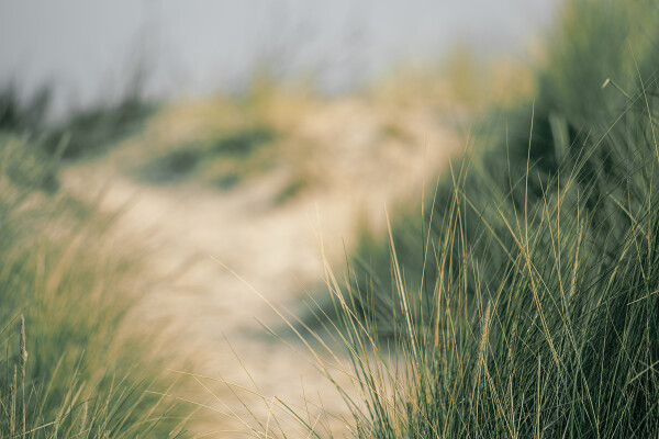 Bokeh Dunes