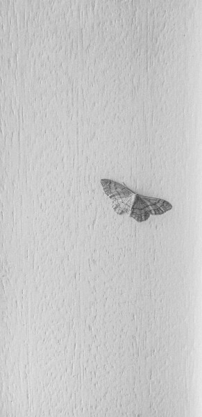 Pentax Optio P70 / Degas' moth
