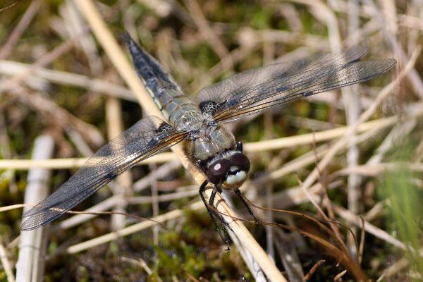 Dragonfly