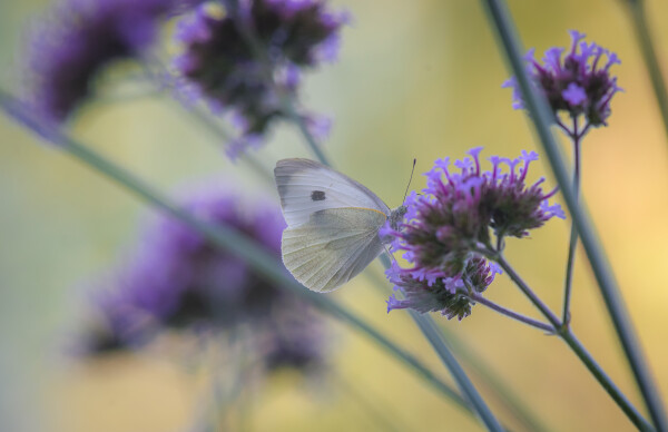 Ethereal White II