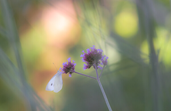 Ethereal White
