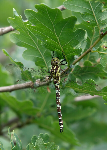Female Southern Hawker Dragonfly