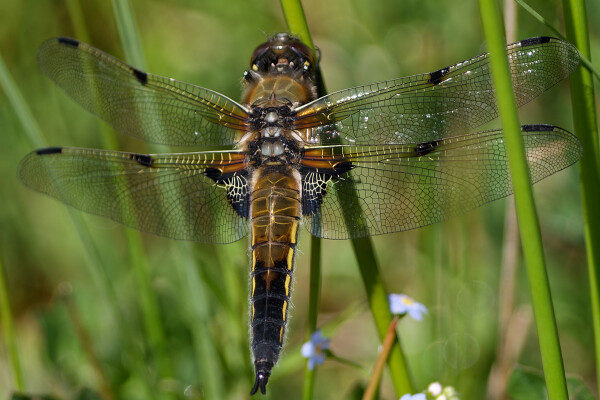 Four-spotted Chaser