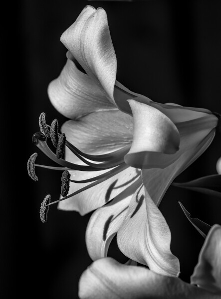 Giant Lily - Monochrome