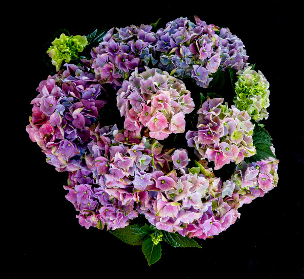 Hydrangeas in Bird's-Eye View