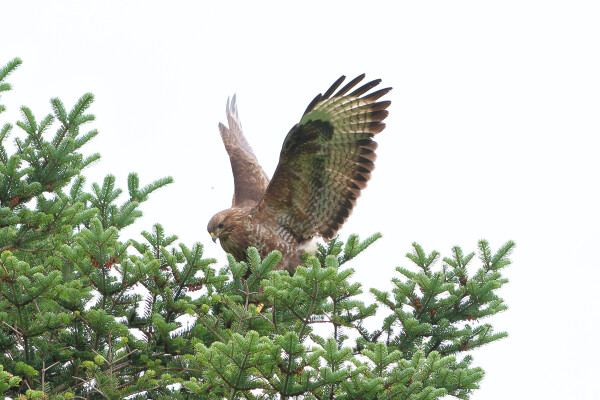 Just a Buzzard