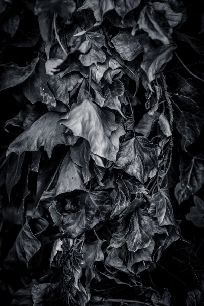 Leather Leaves #2