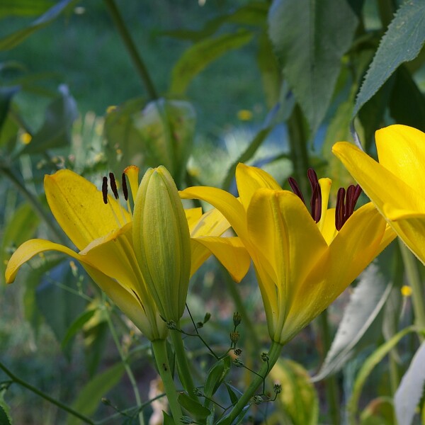 Lilies