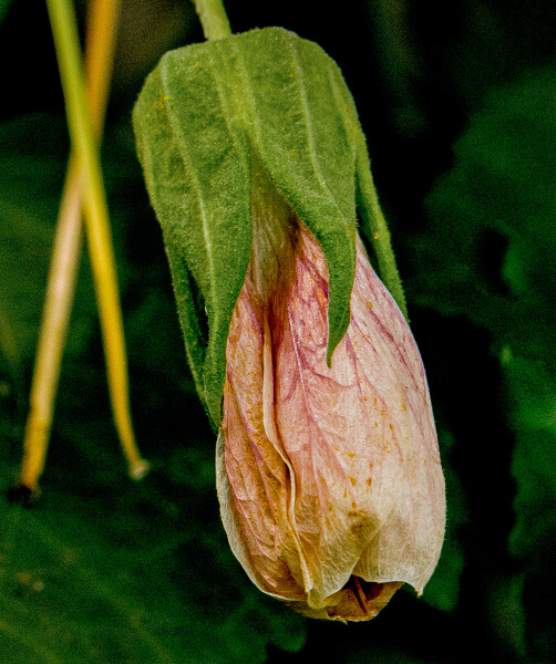 A Real Natural Flower 