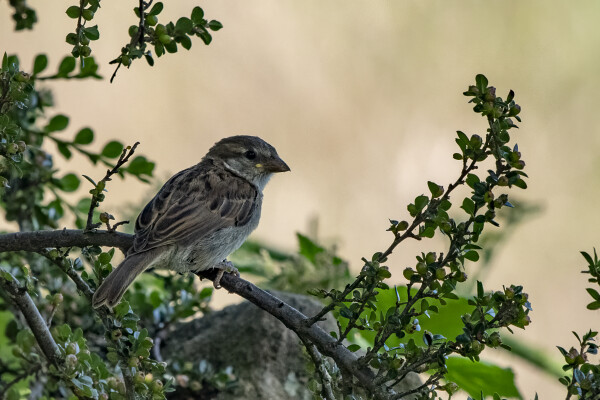 Male Sparrow