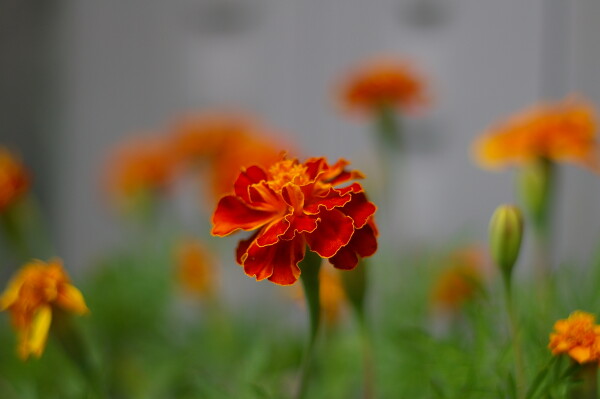 Marigold