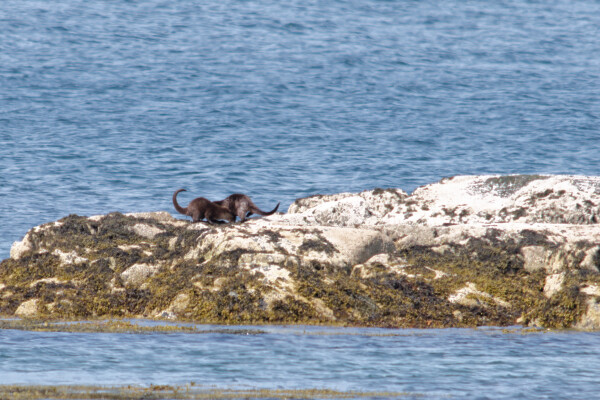 Pair of Otters.