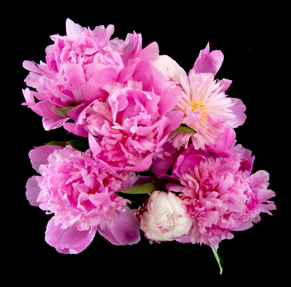 Peonies: Last Gasps