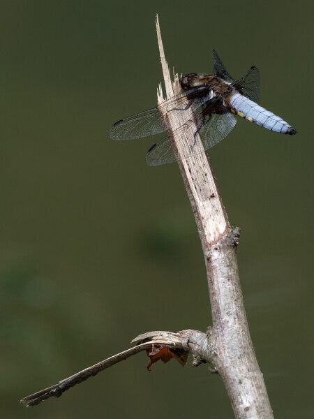 Pond Perch