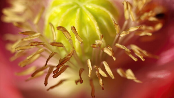 Poppy stamens