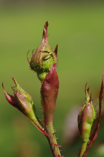Rose bud