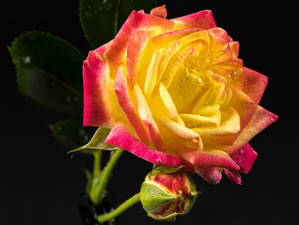 Rose