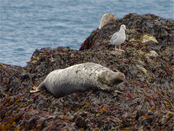Seal