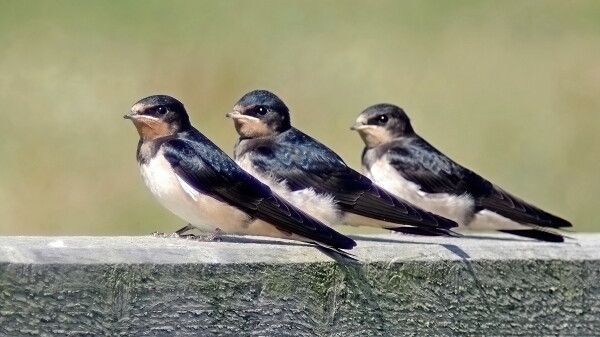 Siblings, fresh out of their nest.
